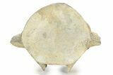 Fossil Whale Lumbar Vertebra - Yorktown Formation #237640-2